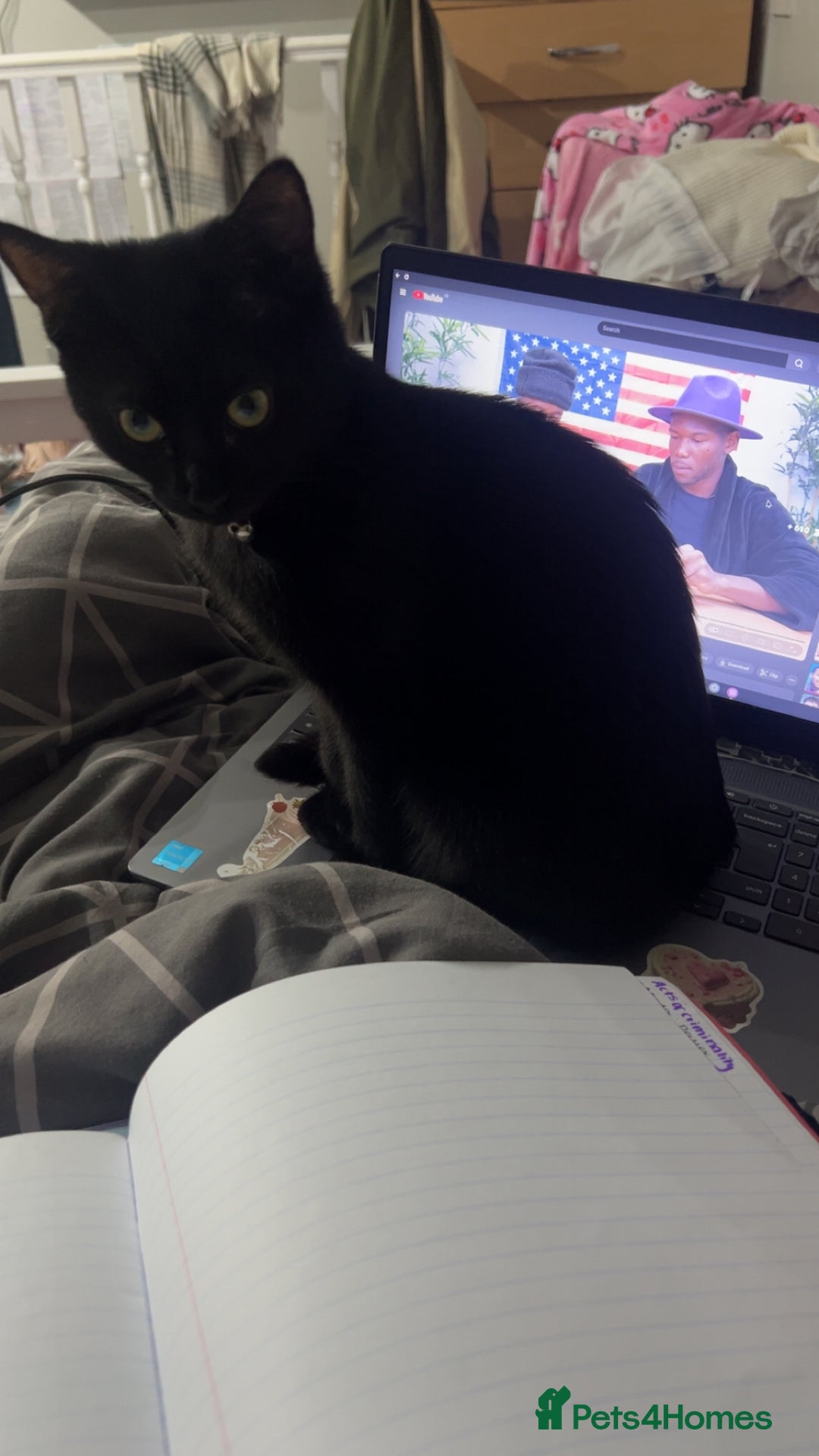 Bombay cats for sale: Cute black bombay cat- ready to leave asap - Advert 6