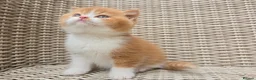 British Shorthair cats for sale: Stunning British Shorthair Kittens  - Advert 15