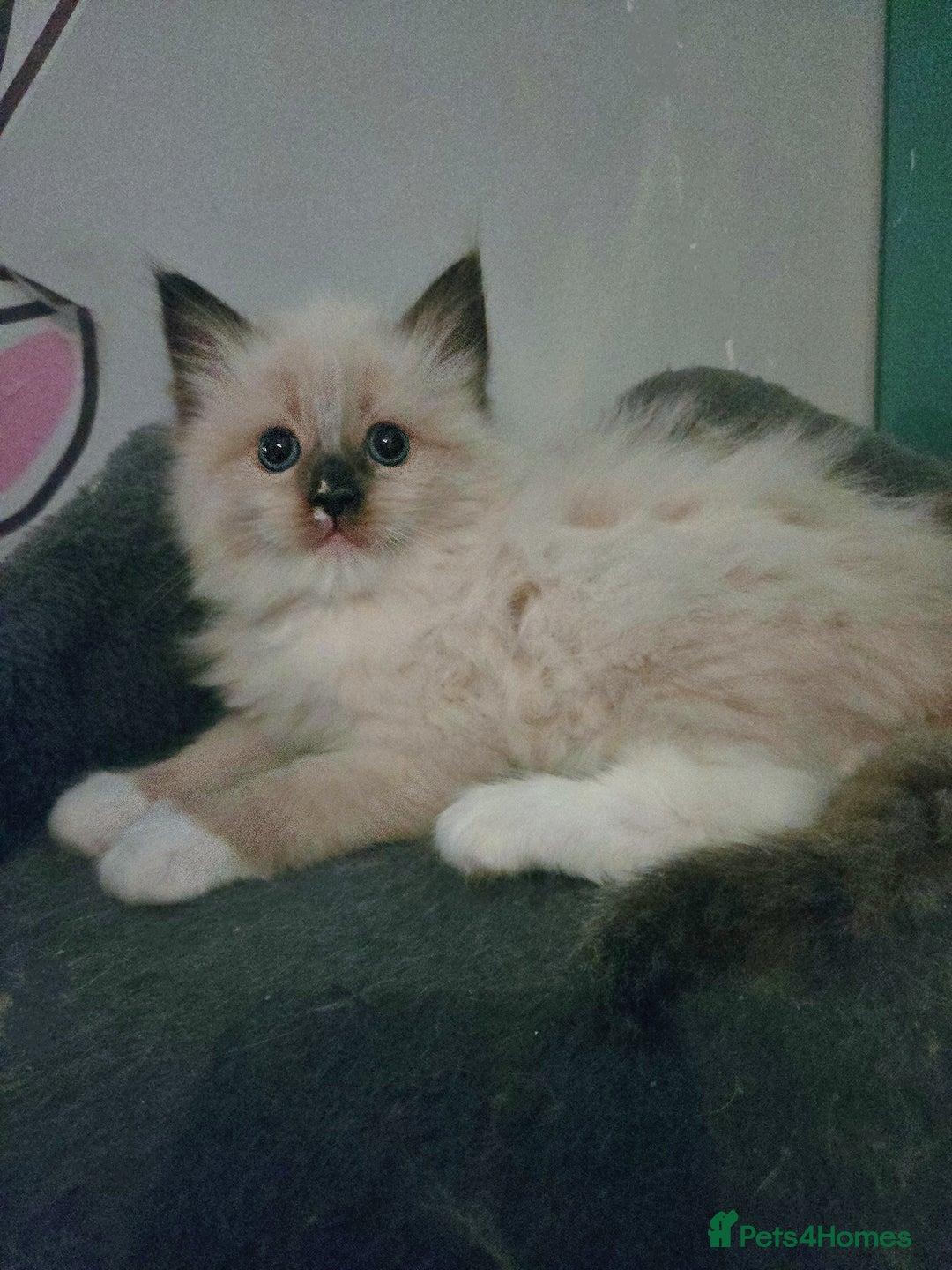Ragdoll cats for sale: Beautiful purebred mitted ragdoll kittens - Image 5