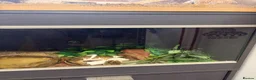 Python Snake reptiles for sale: Pied Python and vivarium in Waterlooville - Advert 5