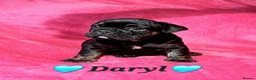 Mixed Breed dogs for sale: (English bulldog) Frenglish - Advert 3