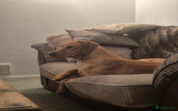 Labrador Retriever dogs for sale: Gorgeous lab girl looking for her new sofa - Image 2