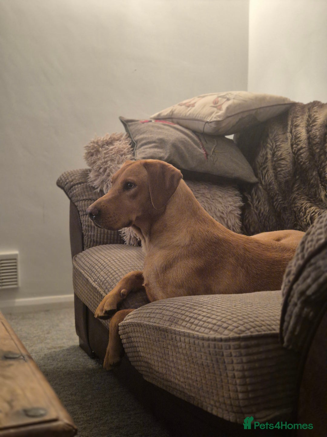 Labrador Retriever dogs for sale: Gorgeous lab girl looking for her new sofa - Image 2