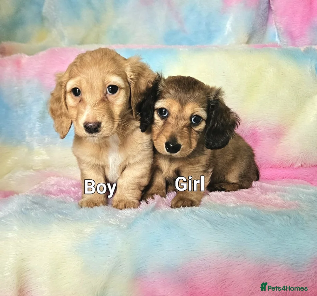 Miniature Dachshund dogs for sale: Long haired mini dachshunds  - Advert 2