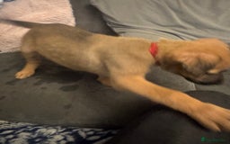 Mixed Breed dogs for sale: German Sheperd cross Lurcher Puppies - Image 18