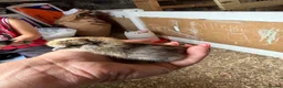 Chickens poultry for sale: 🐥🐣🥚USA Bearded silkies🐥Vorwerk🐥Brahmas🥚🐣🐥 - Advert 19