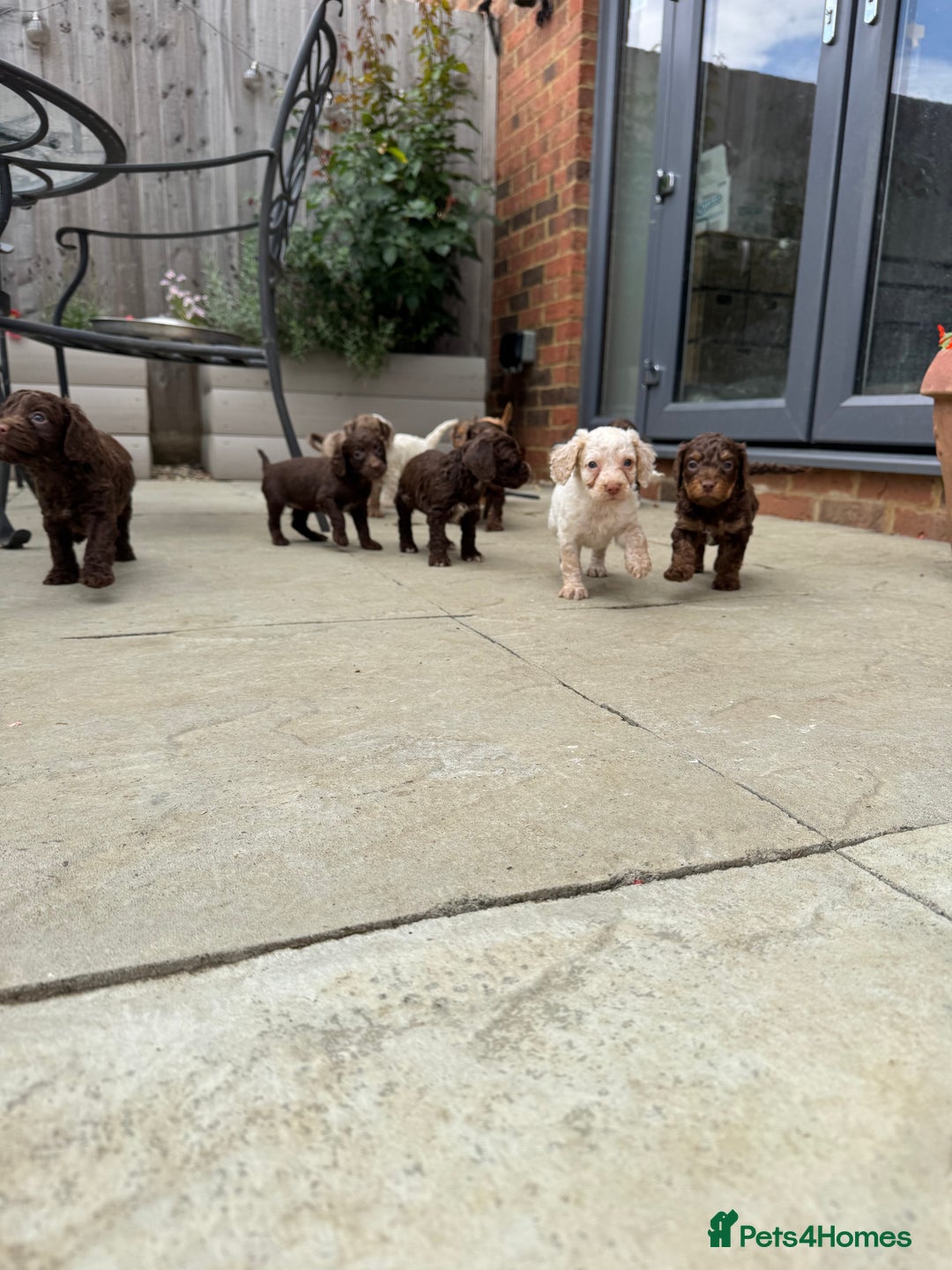 Cockapoo dogs for sale: Merle, Tri& Chocolate f2 Cockapoos (8boys 3girls!) - Image 21