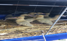Ducks poultry for sale: Muscovy ducklings  - Image 2