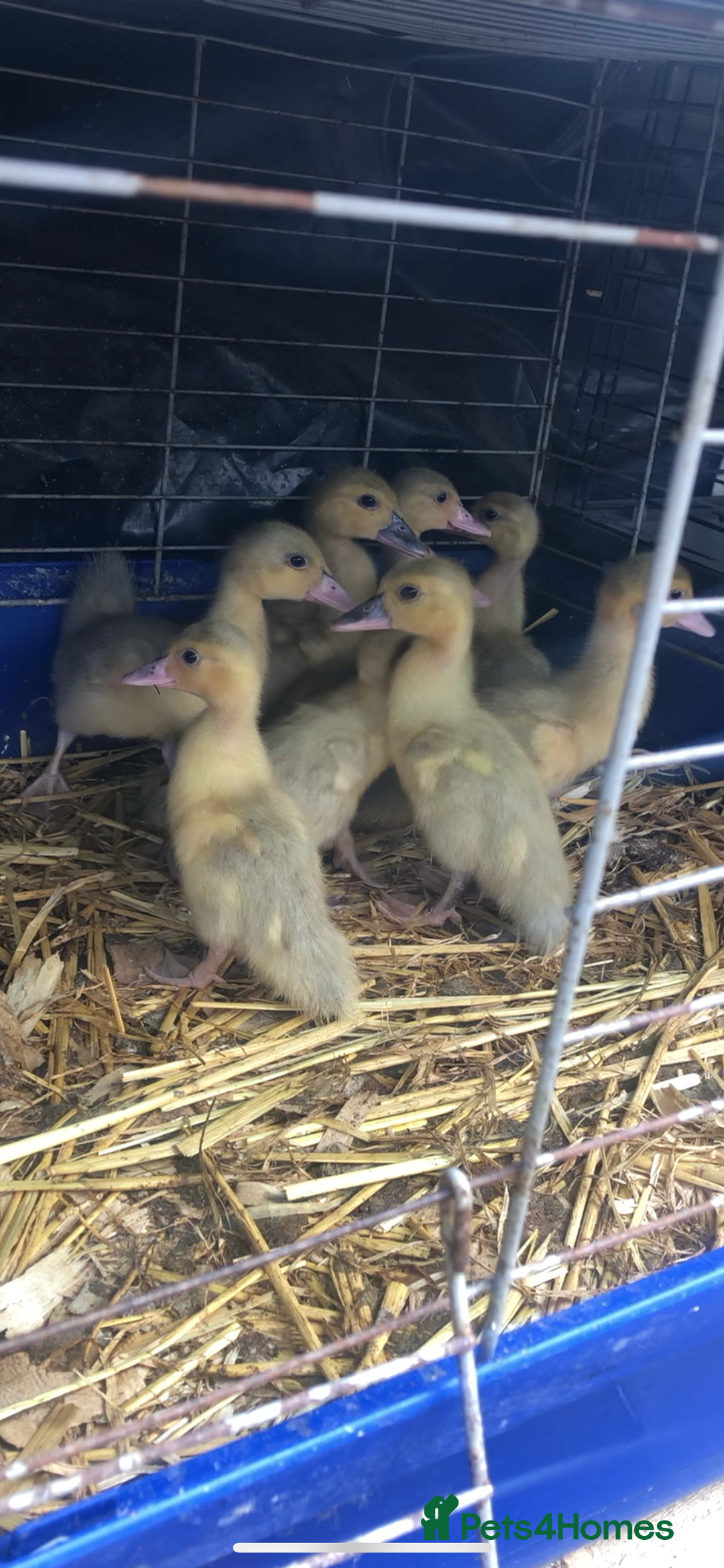 Ducks poultry for sale: Muscovy ducklings  - Image 2