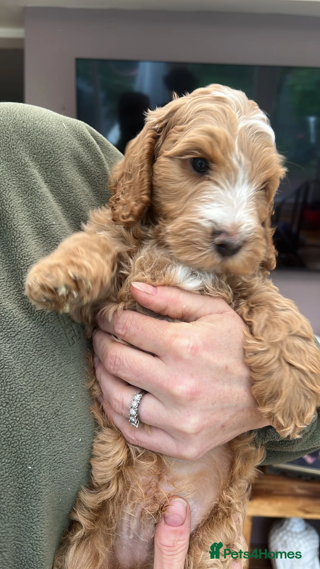 Cockapoo dogs for sale: 2 boys F1 available  - Advert 2