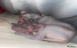 Sphynx cats for sale: Beautiful blue litter of Sphynx kittens - Advert 13