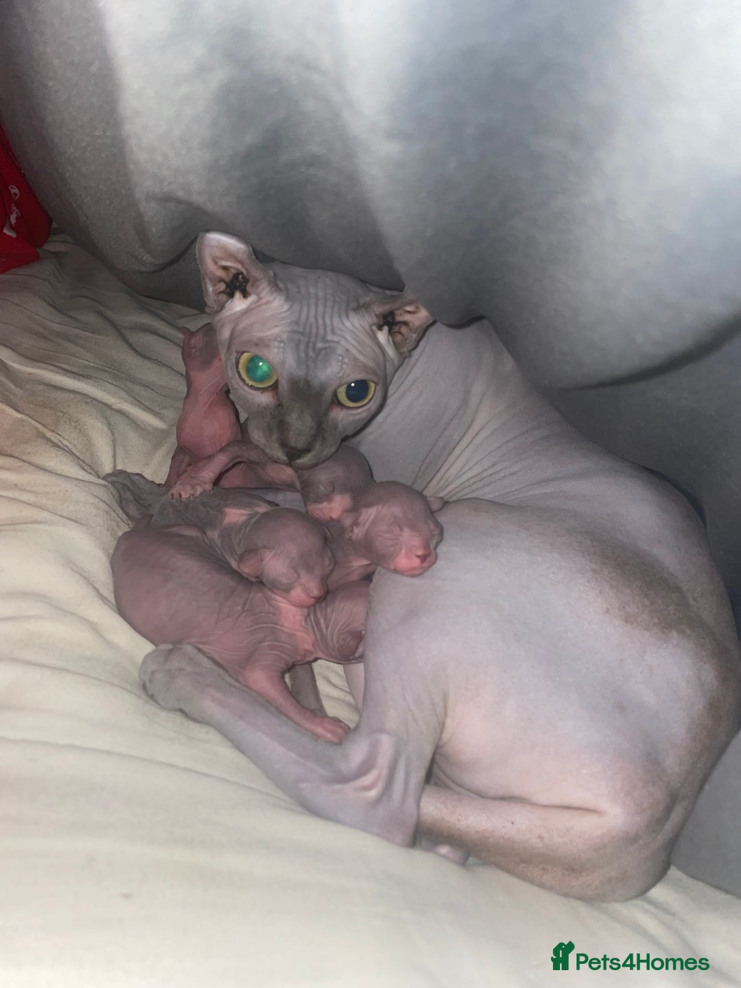 Sphynx cats for sale: Beautiful blue litter of Sphynx kittens - Advert 13