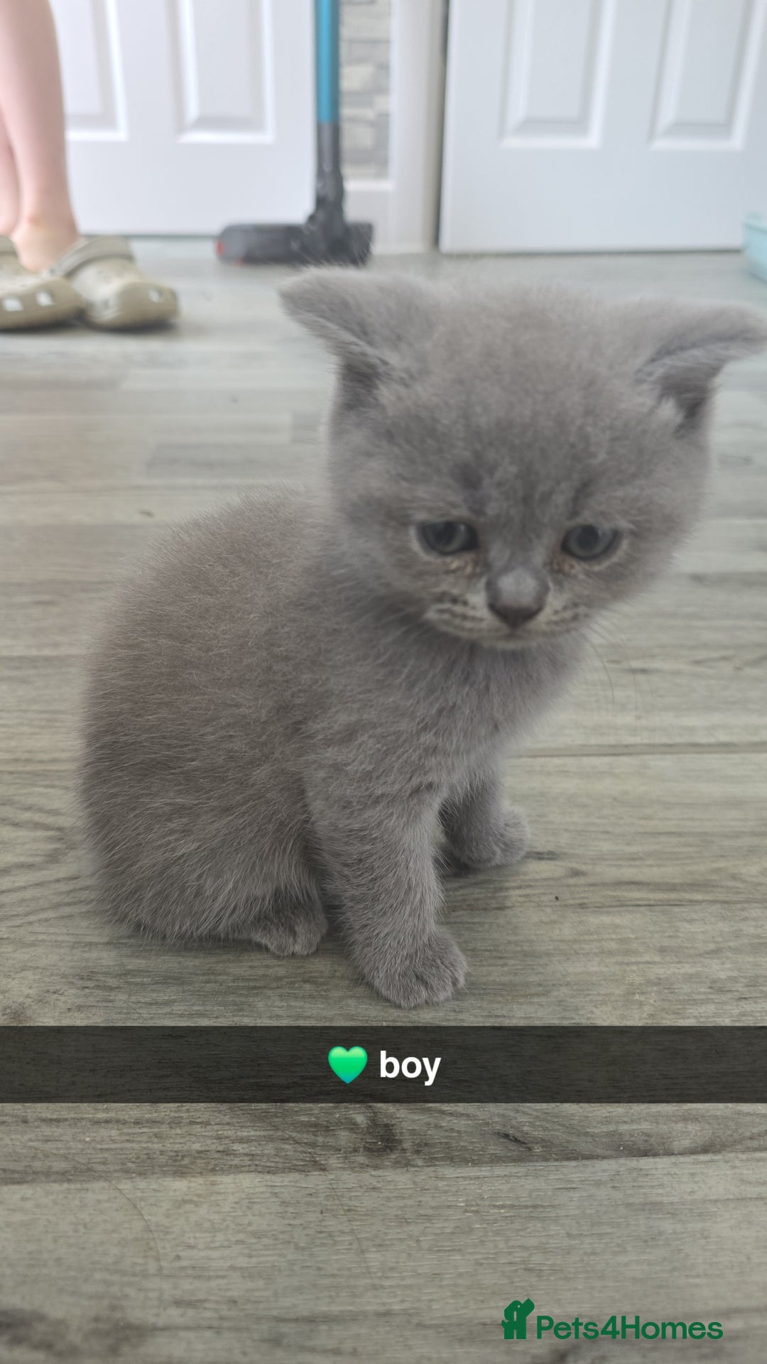 British Shorthair cats for sale: British blue shorthair - Image 4