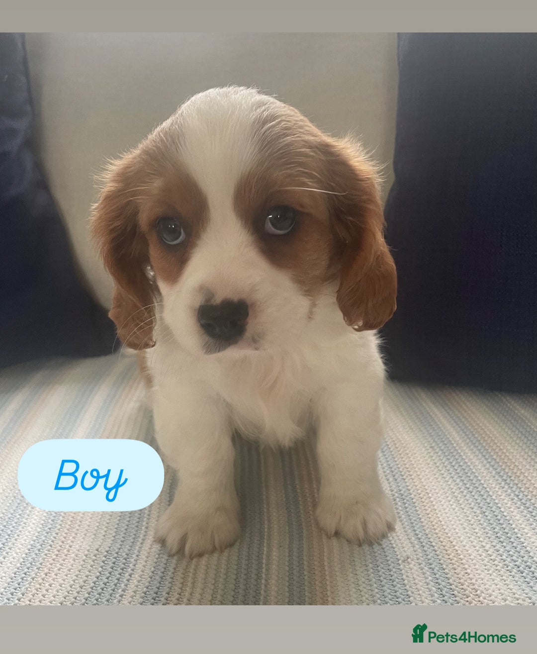 Cavachon dogs for sale: Cavachon puppies  - Image 5