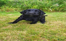 Cocker Spaniel dogs for sale: FTCH, KC REG working cocker pups - Image 6
