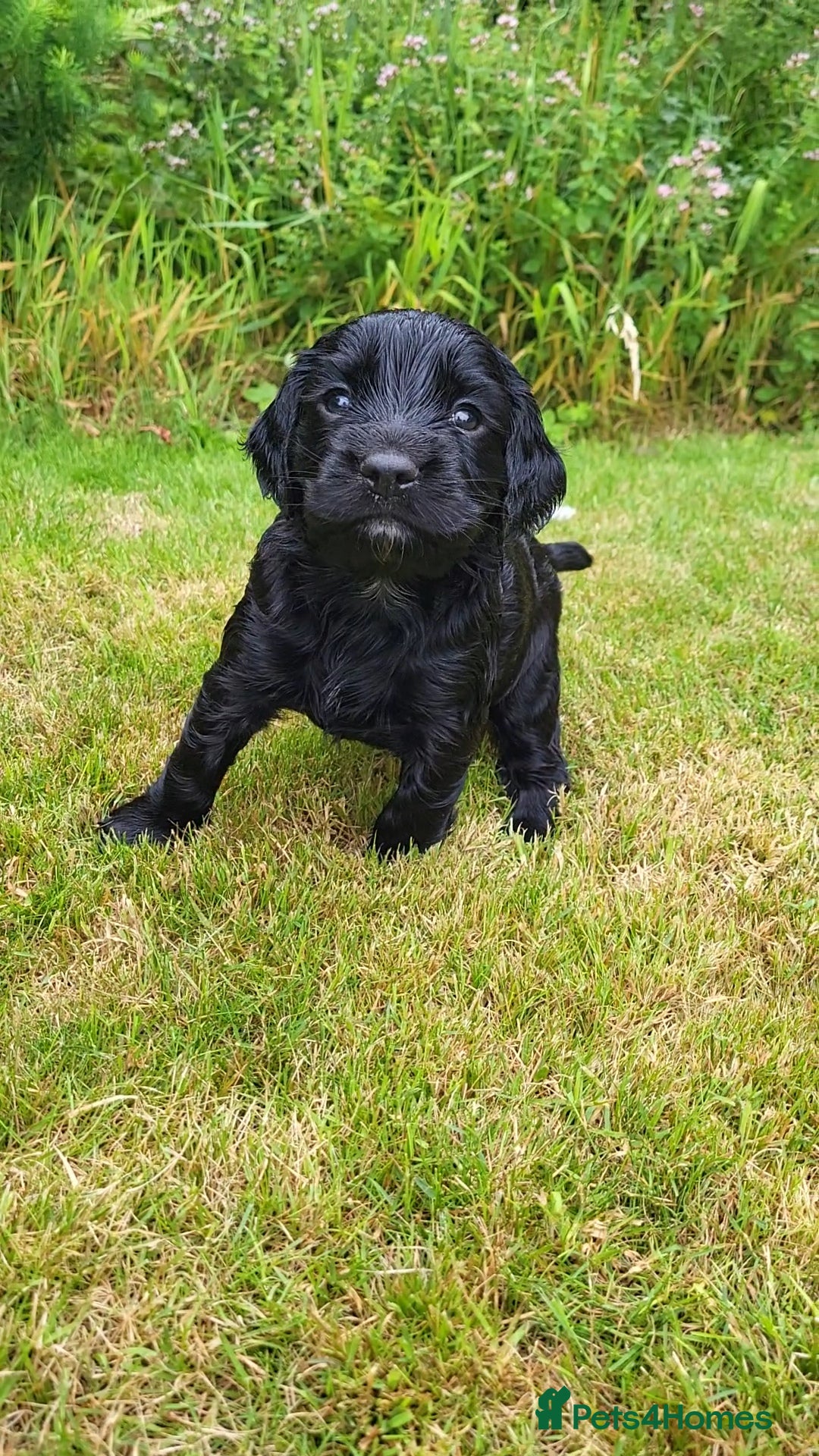 Cocker Spaniel dogs for sale: FTCH, KC REG working cocker pups - Image 6