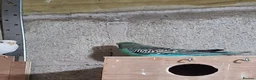 Budgerigars birds for sale: Male budgies  - Advert 7