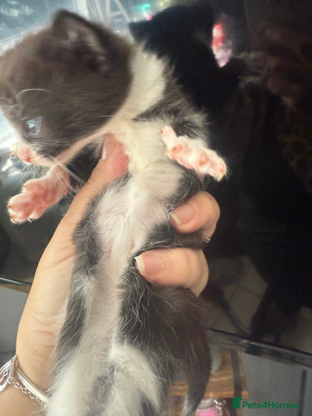 British Shorthair cats for sale: ** Cute 1 x boy and 1 x girl kitten available  - Image 3