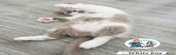 British Shorthair cats for sale: 5 Beautiful British short hair kittens available  - Advert 8