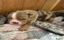 English Bulldog dogs for sale: Beautiful English bulldogs for sale 2 left - Image 9