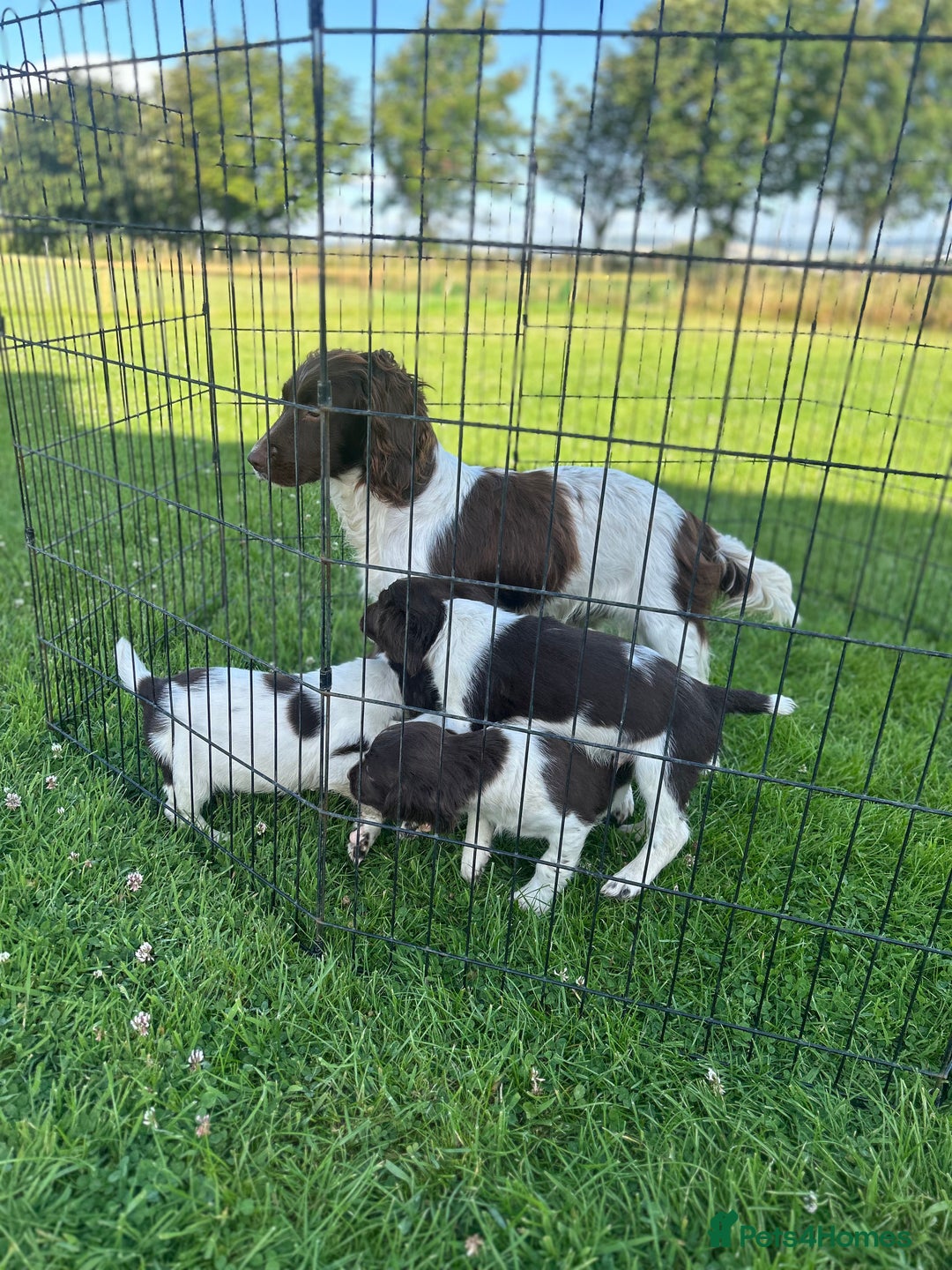 English Springer Spaniel dogs for sale: Springer Spaniel Puppies  - Image 1