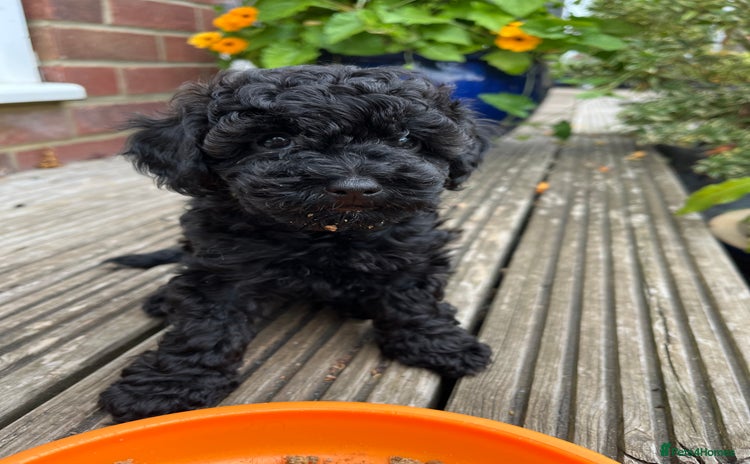 Mixed Breed dogs in Salisbury - Advert 1