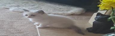 Ragdoll 4