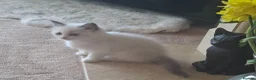 Ragdoll cats for sale: Stunning Ragdoll Kittens.  in Ilminster - Advert 10