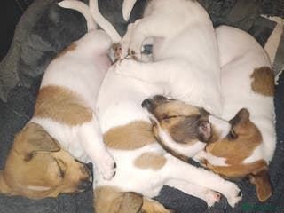 Patterjack dogs Patterjack Puppies for Sale - Advert 3