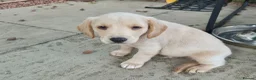 Labradoodle dogs for sale: Labrador cross puppies - Advert 7
