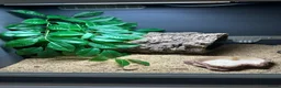 Leopard Gecko reptiles for sale: Female Leopard Gecko and Complete Set-Up in Chelmsford - Advert 3