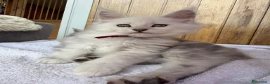Maine Coon 2