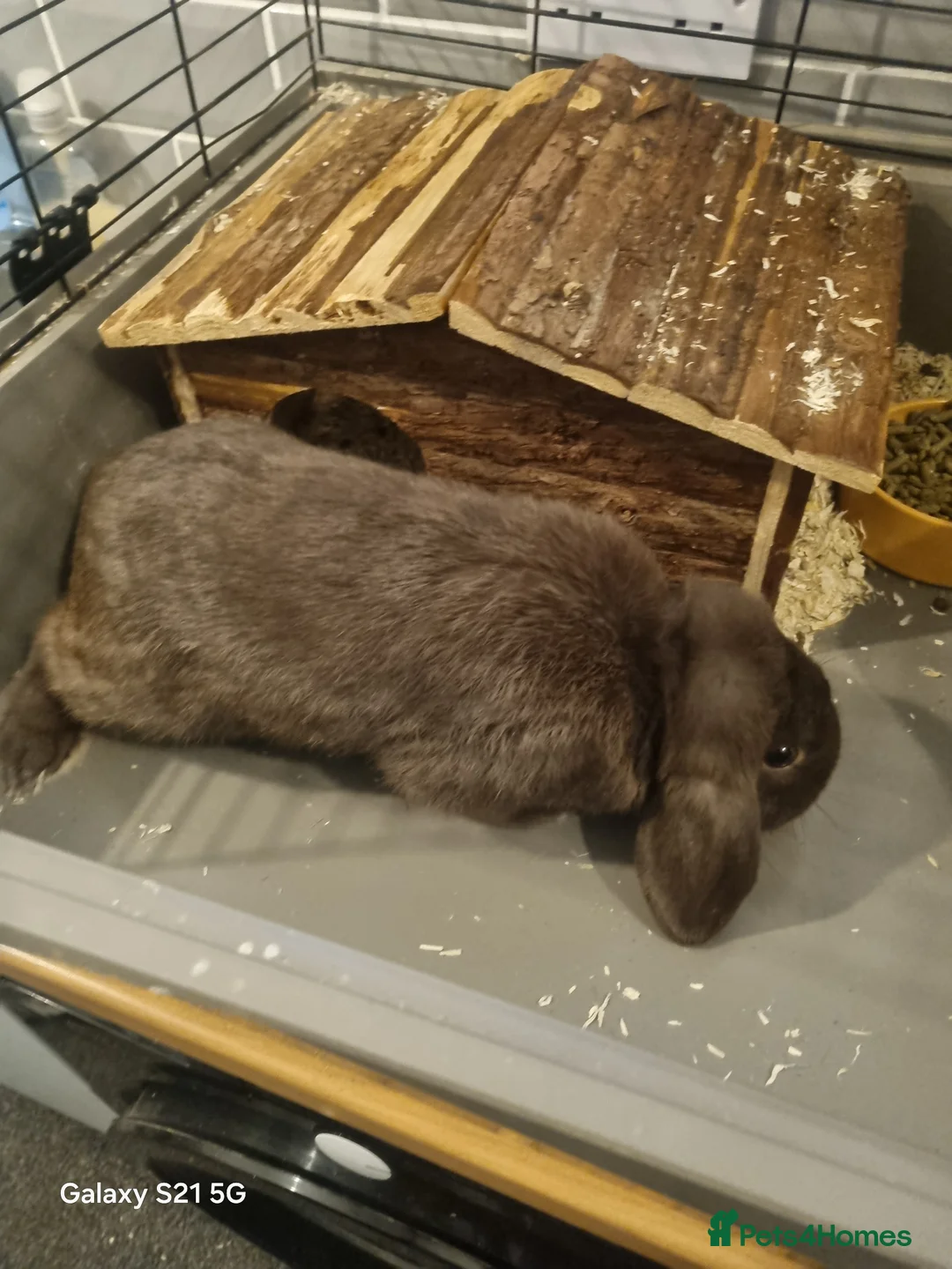 Mini Lop rabbits for sale: Male lop  in Dudley - Advert 7
