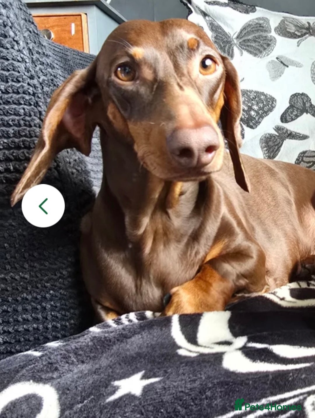Dachshund dogs for sale: Boy dachshund puppy  - Image 4