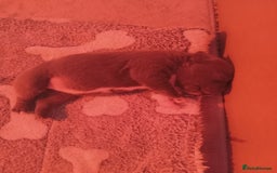 Staffordshire Bull Terrier dogs for sale: Blue staffordshire bull terrier pup - Advert 4