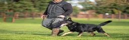 German Shepherd dogs for sale: Top Working Line KC GSD  - Advert 13