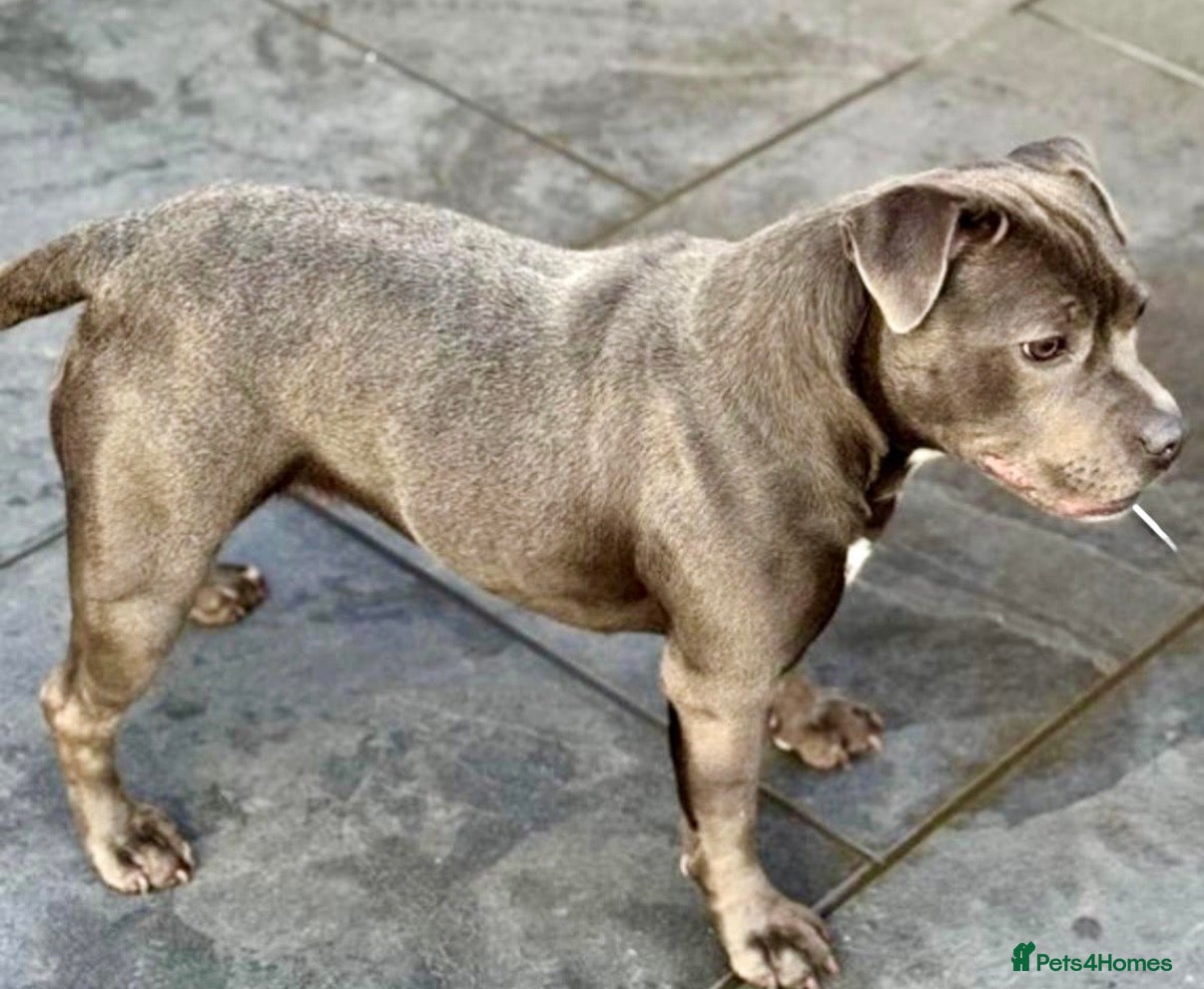 Staffordshire Bull Terrier dogs KC-Quality Blue Staffordshire Bull Terrier Puppies - Advert 2
