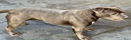Staffordshire Bull Terrier dogs for sale: KC-Quality Blue Staffordshire Bull Terrier Puppies - Advert 5