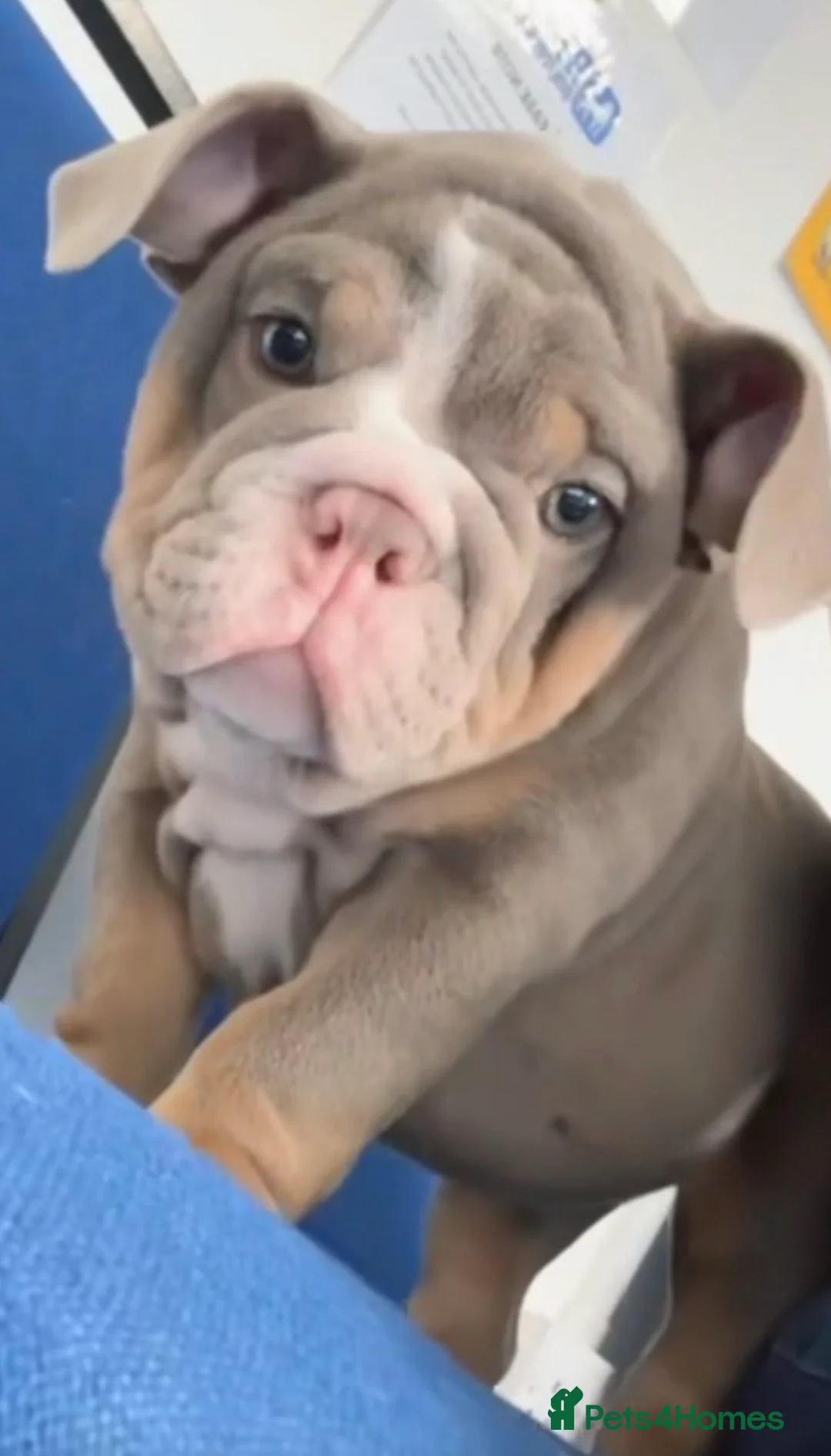 English Bulldog dogs for sale: Beautiful Baby Girl - Advert 1