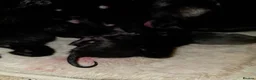 Mixed Breed cats for sale: 2 black kittens - Advert 3