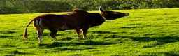 Cows & Bulls livestock for sale: Best of buddies…Derek & Buddy  - Advert 4