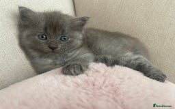 Ragdoll cats for sale: Ragdoll cross kittens - Image 2