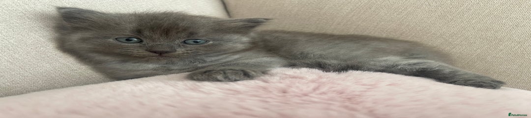 Ragdoll Kitten 1