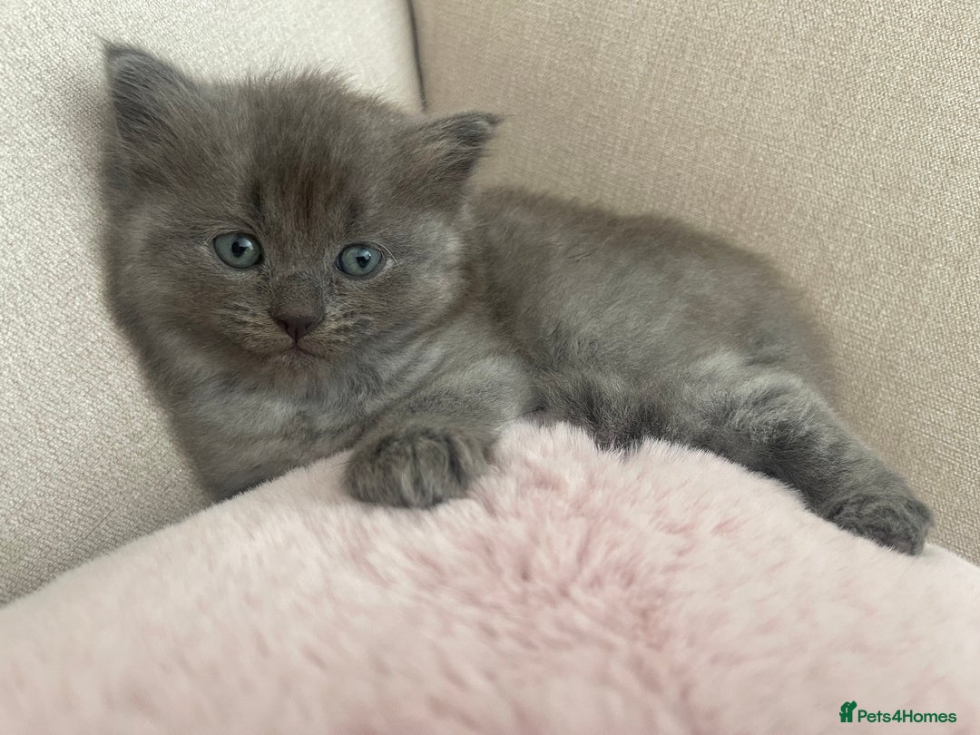 Ragdoll cats for sale: Ragdoll cross kittens - Image 2