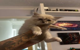 Ragdoll cats for sale: 3 beautiful GCCF Ragdoll Kittens  - Image 9