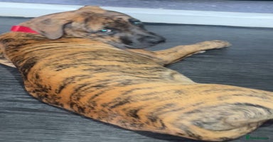 Mixed Breed dogs - Advert 14