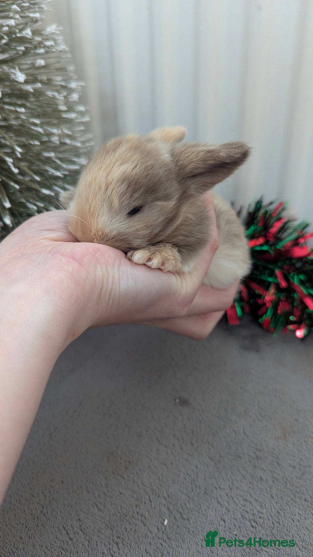 Mini Lop rabbits for sale: Mini lop babies waiting list  - Advert 5
