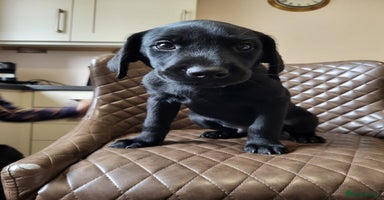 Labrador Retriever dogs in Much Wenlock - Advert 5