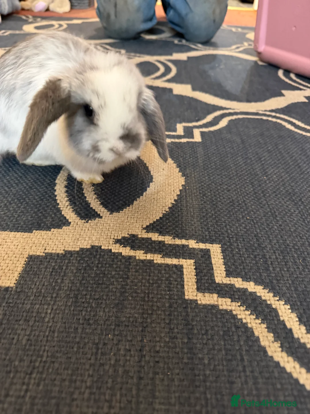 Mini Lop rabbits for sale: Mini lops  - Advert 7