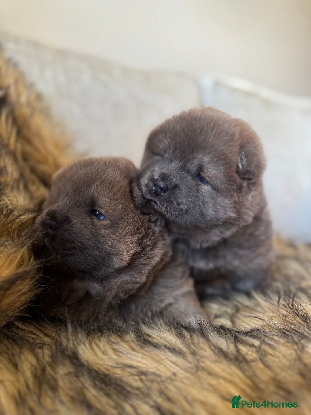Chow Chow dogs for sale: Show Quality Chows  - Image 1